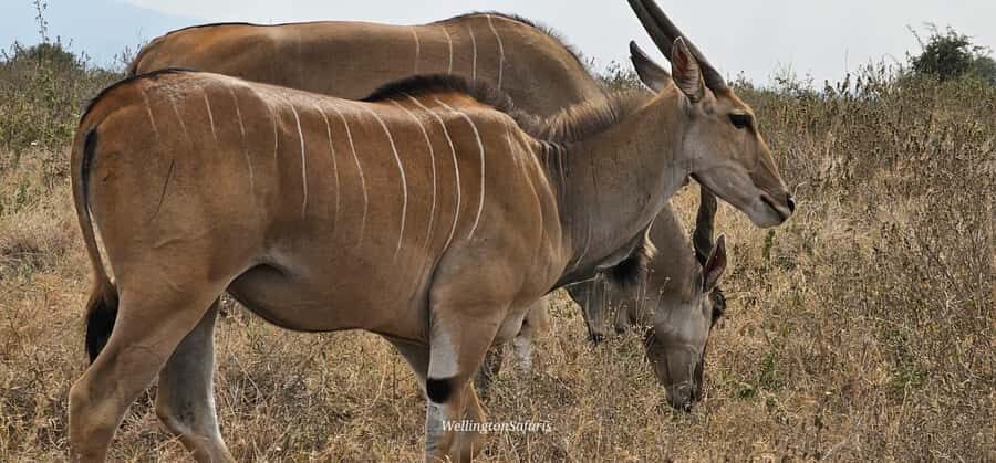 5-Hour Nairobi National Park 4x4 Safari with Free Pickup - Ivory Burning Site and conservation lessons that don’t feel like a lecture