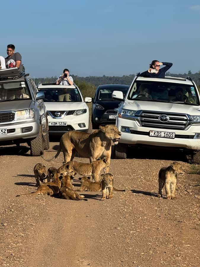 5-Hour Nairobi National Park 4x4 Safari with Free Pickup - Getting picked up and into the park fast