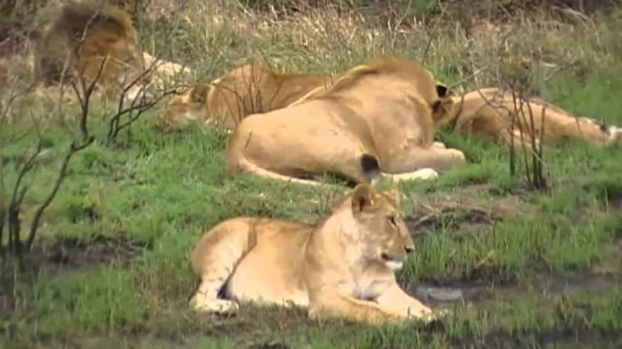 5 Hours Nairobi National Park Game Drive Tour 4x4 Open Roof - Key Points at a Glance