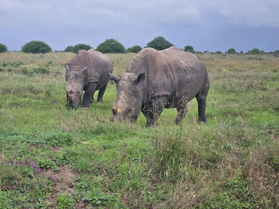 5 Hours Nairobi National Park Game Drive Tour 4x4 Open Roof - Why Nairobi National Park Works So Well for a Quick Safari
