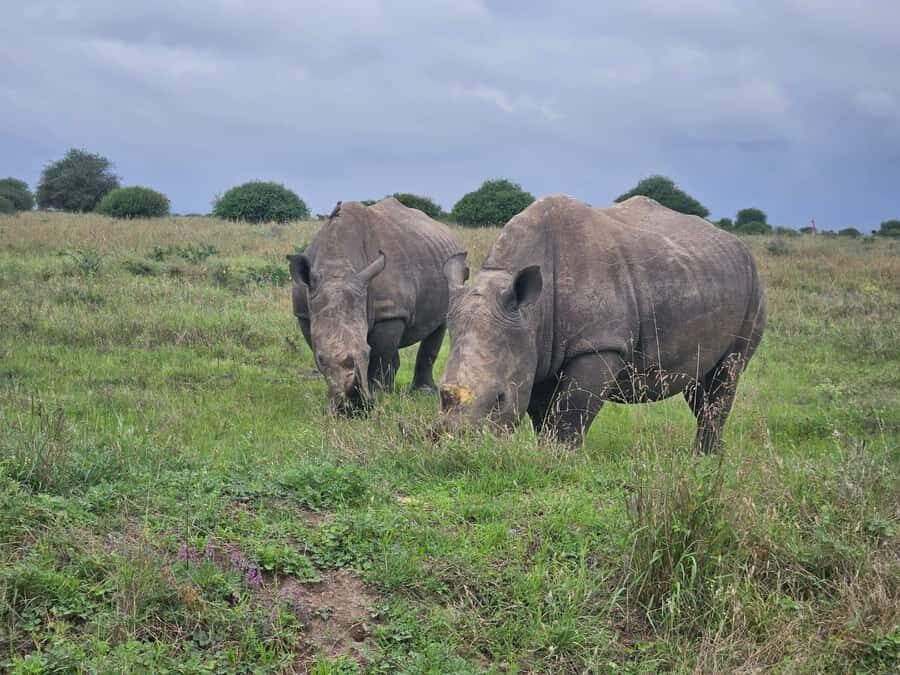 5 Hours Nairobi National Park Game Drive Tour 4x4 Open Roof - Three Ecosystems on One Drive: What Your Guide Will Point Out