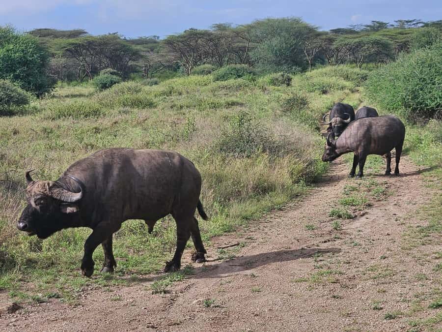5 Hours Nairobi National Park Game Drive Tour 4x4 Open Roof - Costs, Timing, and the Real Value of the $80 Price