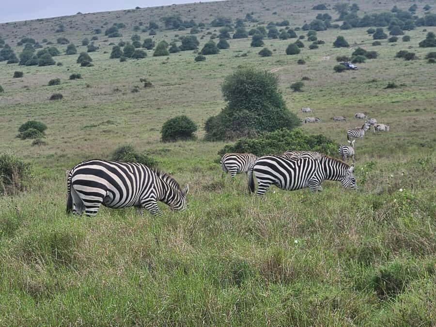 5 Hours Nairobi National Park Game Drive Tour 4x4 Open Roof - Who Should Book This Tour (and Who Might Want Something Different)