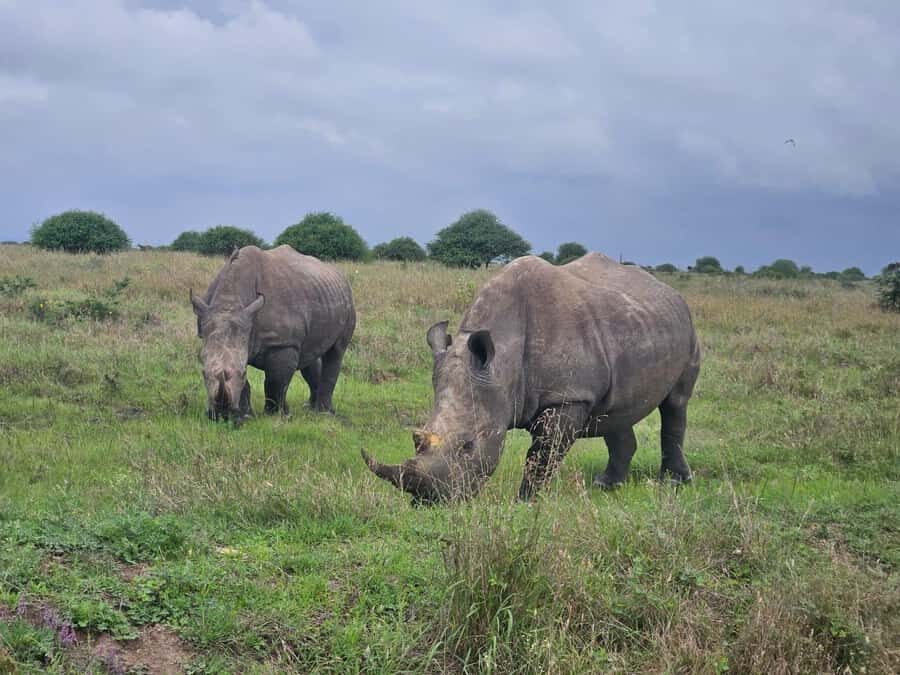 5 Hours Nairobi National Park Game Drive Tour 4x4 Open Roof - Open-Roof 4x4, Hotel Pickup, and the Sunrise Build-Up