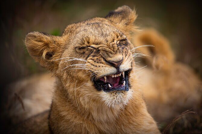 5Hrs Nairobi National Park MorningEvening gamedrive 4x4 vehicle - Nairobi National Park: Safari From the City Edge