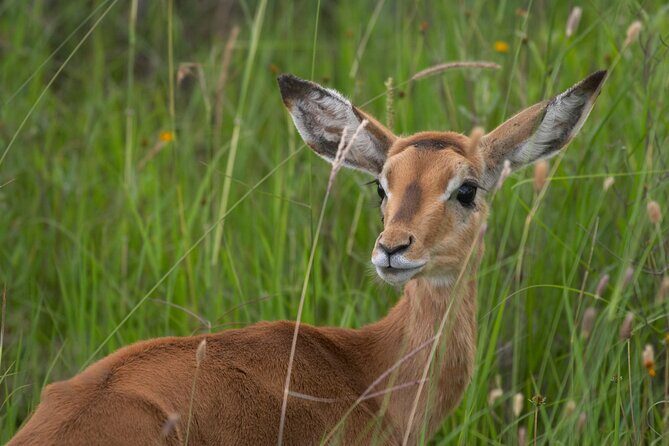 5Hrs Nairobi National Park MorningEvening gamedrive 4x4 vehicle - Ivory Burning Site Monument Stop