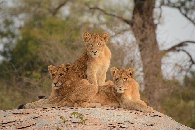 5Hrs Nairobi National Park MorningEvening gamedrive 4x4 vehicle - Price, Tickets, and What to Pack