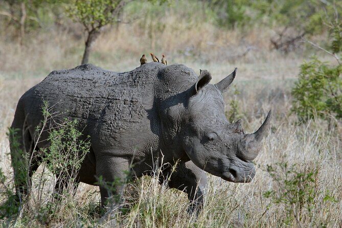 5Hrs Nairobi National Park MorningEvening gamedrive 4x4 vehicle - Who Should Book This Half-Day Safari
