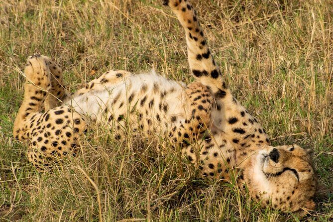 5Hrs Nairobi National Park MorningEvening gamedrive 4x4 vehicle - Should You Book This Nairobi National Park Safari?