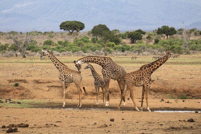 5Hrs Nairobi National Park MorningEvening gamedrive 4x4 vehicle - 4x4 Game Drive Style and Wildlife-Spotting