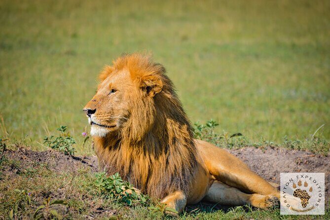 6-Day 5 Nights Masai Mara, Lake Nakuru & Amboseli Budget Safari - Meals, Budget Camps, and What Is Actually Included