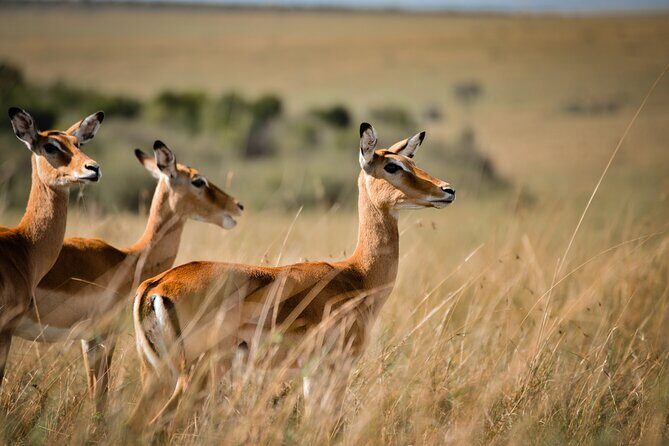 6-Day 5 Nights Masai Mara, Lake Nakuru & Amboseli Budget Safari - The Real Value Question: How $585 Adds Up