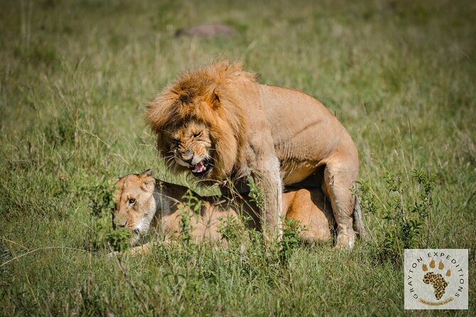 6-Day 5 Nights Masai Mara, Lake Nakuru & Amboseli Budget Safari - Should You Book This 6-Day Masai Mara, Lake Nakuru, and Amboseli Safari?