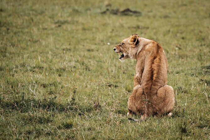 6-Day Maasai Mara, Lake Nakuru and Amboseli Safari - Lake Nakuru and Merica Hotel: flamingos, birds, and easy pacing