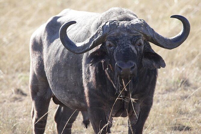 6-Day Maasai Mara, Lake Nakuru and Amboseli Safari - Amboseli game drives with a Kilimanjaro view angle