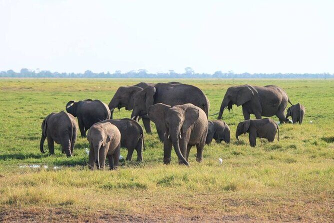 6-Day Maasai Mara, Lake Nakuru and Amboseli Safari - Price and value: what $3,040.55 buys (and what it doesn’t)