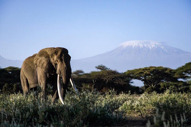 6-Day Maasai Mara, Lake Nakuru and Amboseli Safari - The guide and vehicle details that actually affect your day