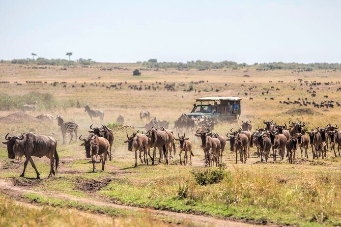 6-Day Private Landcruiser Safari to Masai Mara, Nakuru & Amboseli - Two full days in Maasai Mara for Big Five and big-cat sightings