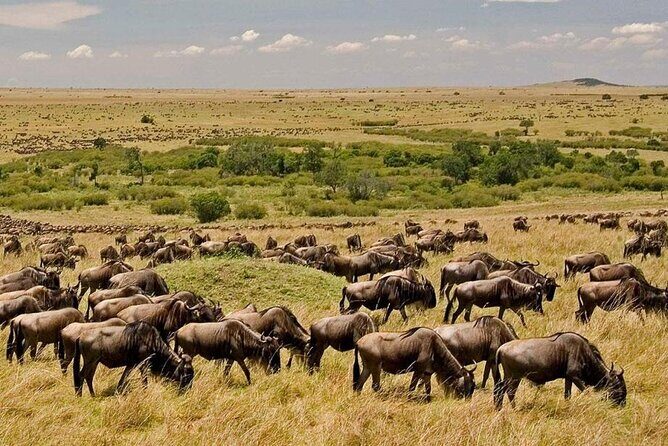 6-Day Private Landcruiser Safari to Masai Mara, Nakuru & Amboseli - Amboseli drive day: trade savanna for elephant country and Kilimanjaro views