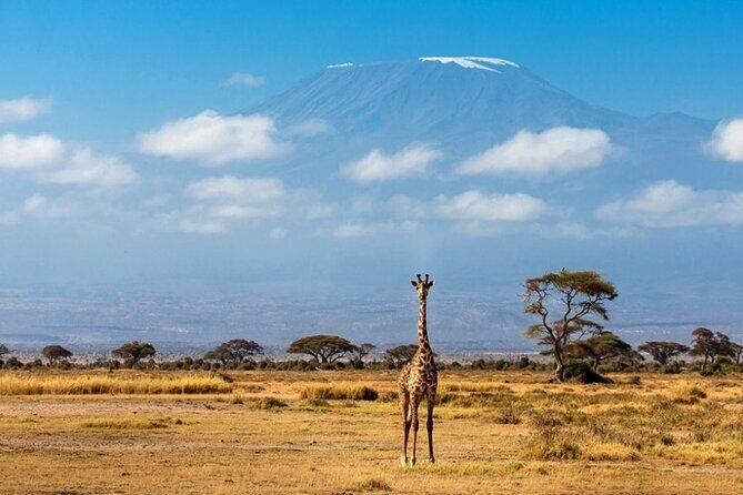 6-Day Private Landcruiser Safari to Masai Mara, Nakuru & Amboseli - Amboseli full day: elephants, Mt. Kilimanjaro, and optional culture