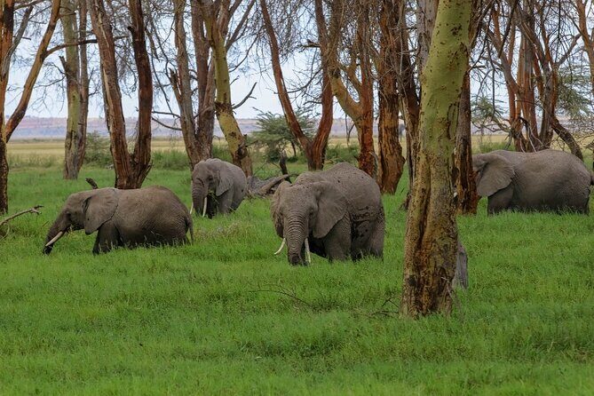 6-Day Private Landcruiser Safari to Masai Mara, Nakuru & Amboseli - Price and value: what $2,165 per person buys you