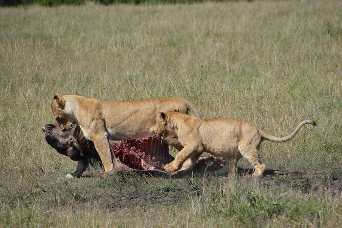 6-Day Private Landcruiser Safari to Masai Mara, Nakuru & Amboseli - Guides, spotting, and why you should care who’s driving