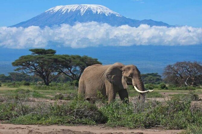 6-Day Private Landcruiser Safari to Masai Mara, Nakuru & Amboseli - Lake Nakuru: flamingos, rhinos, and a bird-first kind of day
