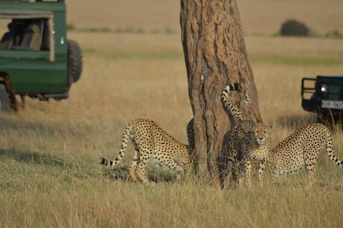 6 Days Amboseli, Lake Nakuru and Masai Mara - Entering Kenya’s big wildlife circuit in 6 days
