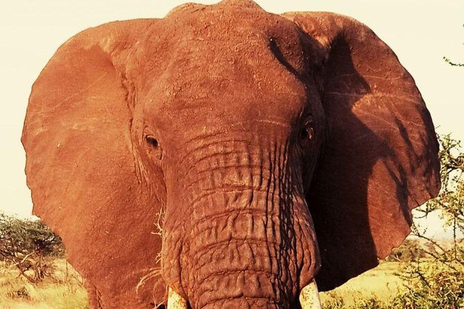 6 Days Amboseli, Lake Nakuru and Masai Mara - Maasai Mara Reserve: full day game drives and big-cat odds