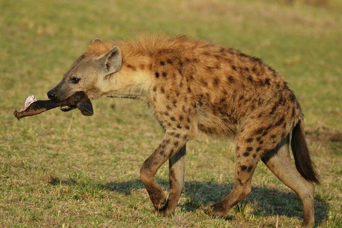 6 Days Amboseli, Lake Nakuru and Masai Mara - The last-day switch: Nairobi via Lake Naivasha and a wildlife walk