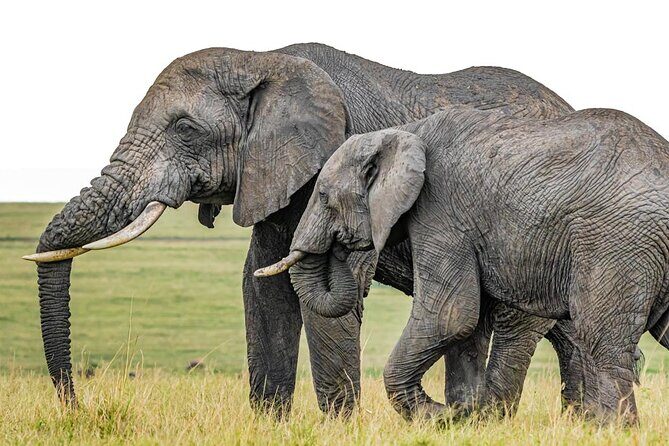 6 Days Group Multi Day Tour Masai Mara Lake Nakuru and Amboseli - Key highlights worth your attention