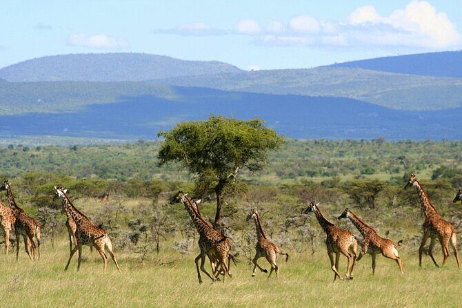 6 Days Group Multi Day Tour Masai Mara Lake Nakuru and Amboseli - Day 3: leaving the Mara and rolling into Nakuru’s bird-and-rhino world