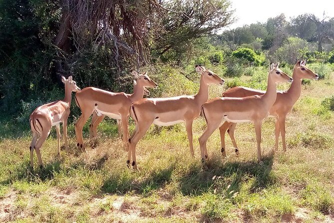 6 days guided safari: nairobi / lake nakuru / lake naivasha / masai mara n r - What’s included versus what you’ll pay separately