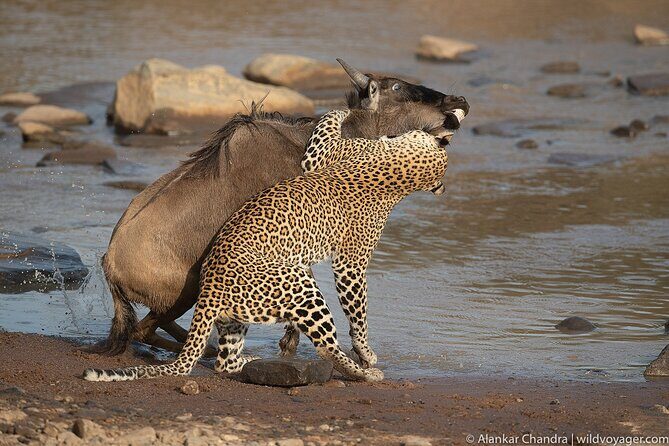 6 Days Kenya Adventure Wildlife Safari - Nairobi to Lake Naivasha: a gentle start with boats and birds
