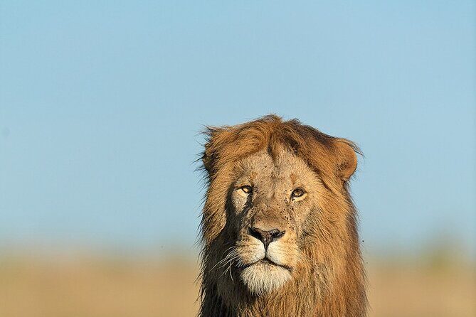 6 Days Kenya Adventure Wildlife Safari - Day 6: early lions, then back to Nairobi with time to spare