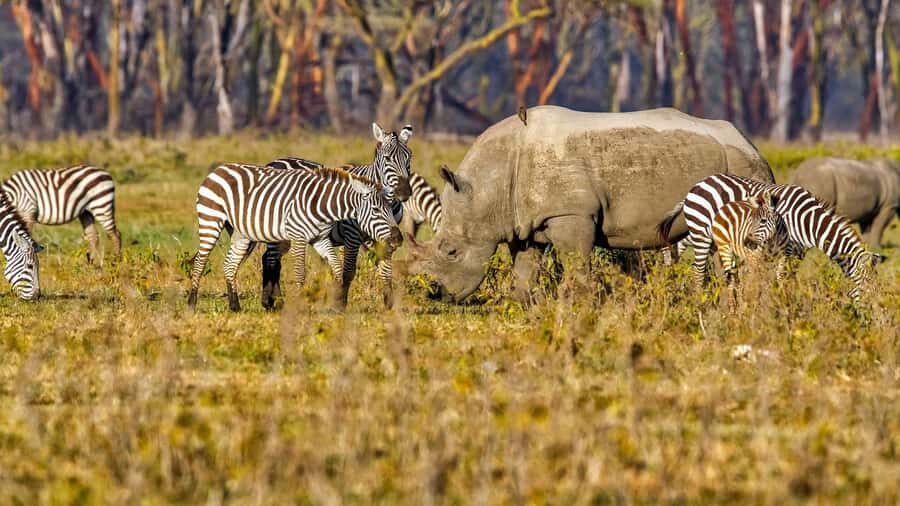 6 Days Kenya Budget Safari - Day 5: Amboseli Full Day with Predator Focus and Kilimanjaro Views