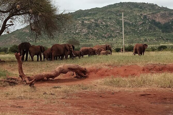 6 Days Kenya Masai Mara,Lake Nakuru & Amboseli Wildlife Safari - Maasai Mara Arrival Day: Afternoon Game Drive + Easy Check-In Rhythm