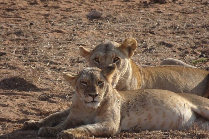 6 Days Kenya Masai Mara,Lake Nakuru & Amboseli Wildlife Safari - Amboseli Arrival: Evening Game Drive After a Scenic Day of Travel