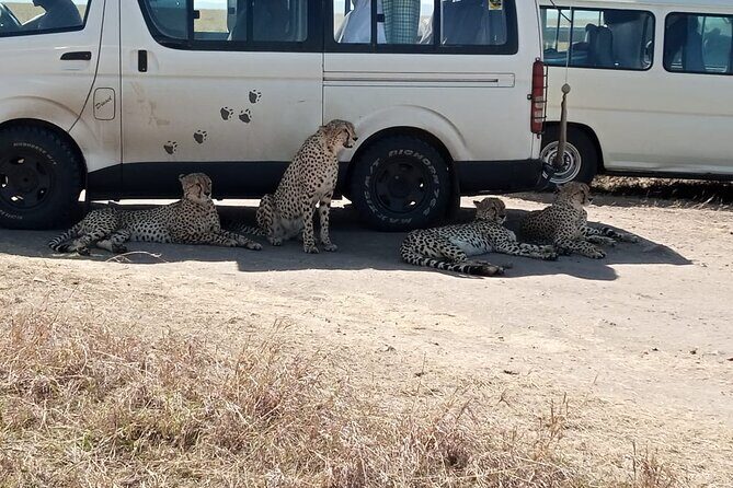 6 Days Kenya Masai Mara,Lake Nakuru & Amboseli Wildlife Safari - Price and Value: What $2,000 Buys You in Real Life
