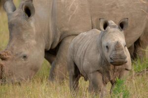 6 Days Masai Mara, Lake Nakuru & Amboseli-Ultimate Kenyan Safari - Day 2: Full Day in Masai Mara for Big Five Chances