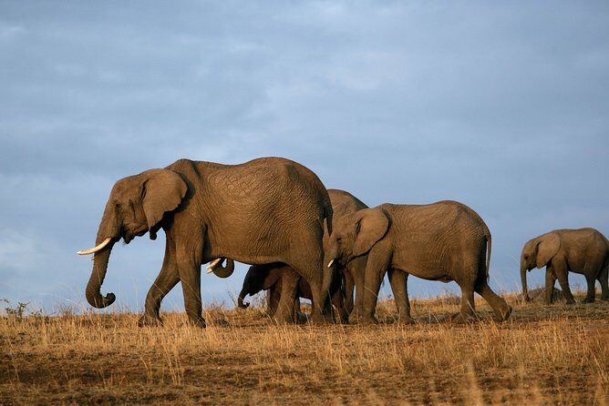 6 Days Masai Mara, Lake Nakuru & Amboseli-Ultimate Kenyan Safari - Day 3: Lake Nakuru Rhino Protection and Flamingo Viewing