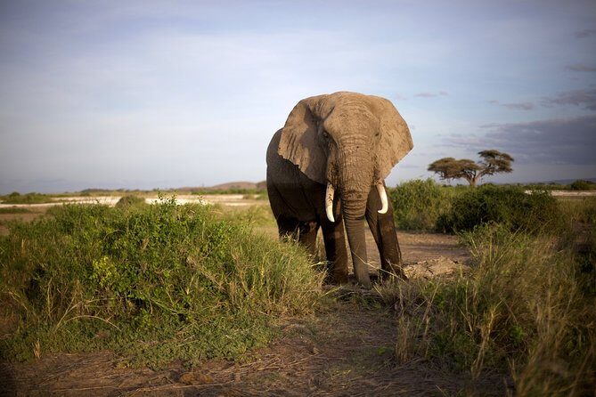 6 Days Masai Mara, Lake Nakuru & Amboseli-Ultimate Kenyan Safari - Day 5: Amboseli Full Day—Elephants, Predators, and Kilimanjaro Views
