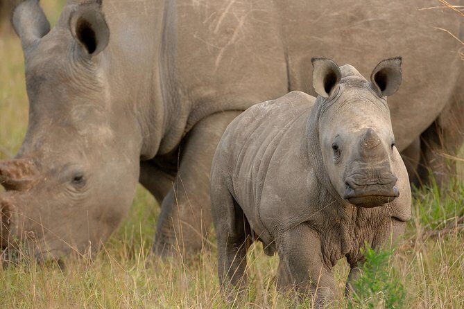 6 Days Masai Mara, Lake Nakuru & Amboseli-Ultimate Kenyan Safari - Day 2: Full Day in Masai Mara for Big Five Chances
