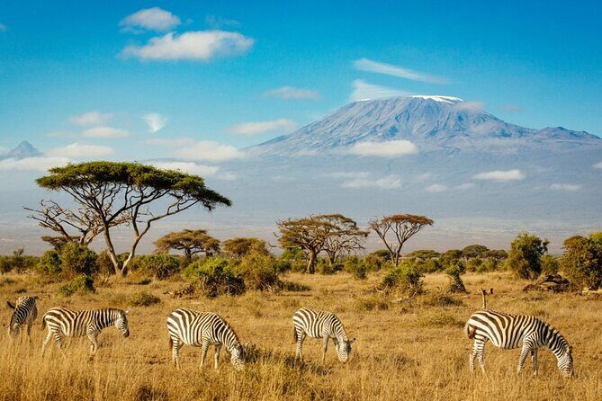 6 Days Masai Mara, Lake Nakuru and Amboseli Budget Group Safari - Day 5 and Day 6: why two mornings in Amboseli is a smart bet