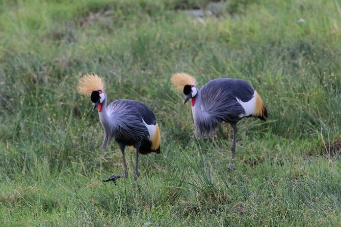 6 Days Masai Mara, Lake Nakuru and Amboseli Budget Group Safari - Nairobi to Masai Mara: the 7:30am start and the Rift Valley viewpoint