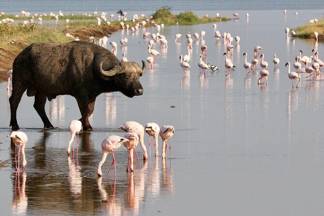 6-Days Masai Mara, Nakuru & Amboseli Group Safari on Landcruiser - A Land Cruiser safari that actually covers three parks