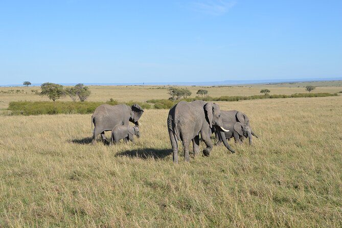 6-Days Masai Mara, Nakuru & Amboseli Group Safari on Landcruiser - Day 4: Morning at Lake Nakuru, then straight into Amboseli