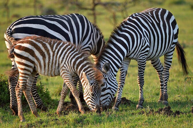 6-Days Masai Mara, Nakuru & Amboseli Group Safari on Landcruiser - Day 6: One last game drive, then back to Nairobi