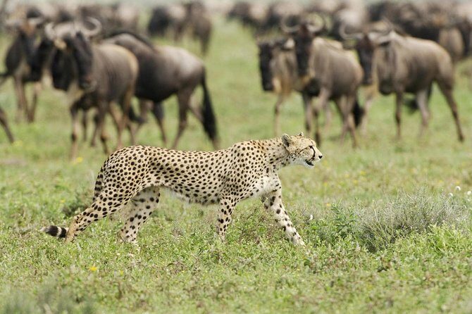6 Days Masai Mara-Nakuru-Amboseli - Lodge Safari-Private 4X4 JEEP - Day 2 in Masai Mara: Big Five chances with picnic lunch boxes