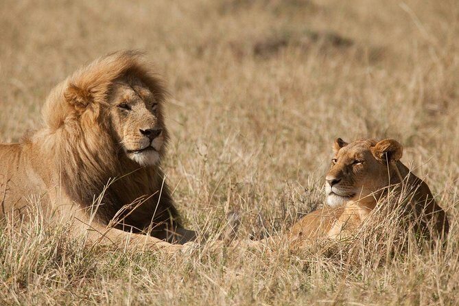 6 Days Masai Mara-Nakuru-Amboseli - Lodge Safari-Private 4X4 JEEP - Day 5 in Amboseli: elephants, predators, and Kilimanjaro backdrops